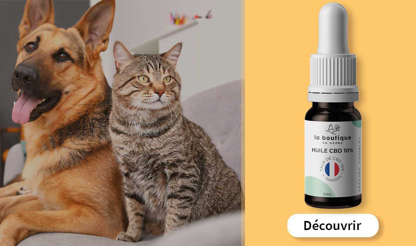 huile cbd pour chien et chat