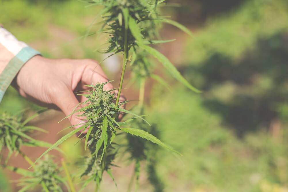illustration-guide-resine-cbd