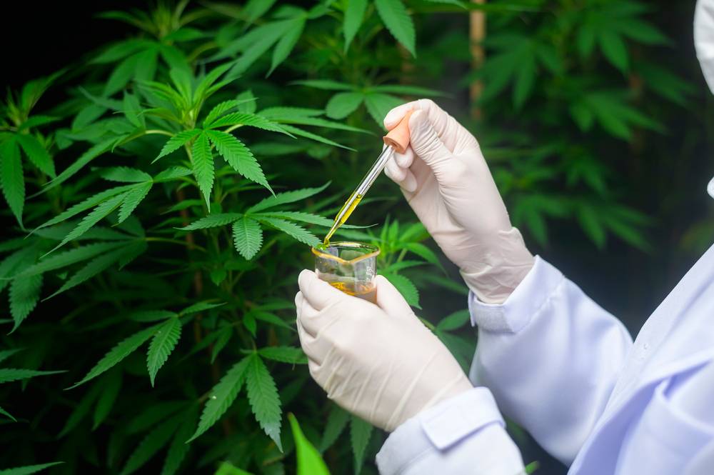 Comment reconnaître des fleurs de CBD de bonne qualité ?-2