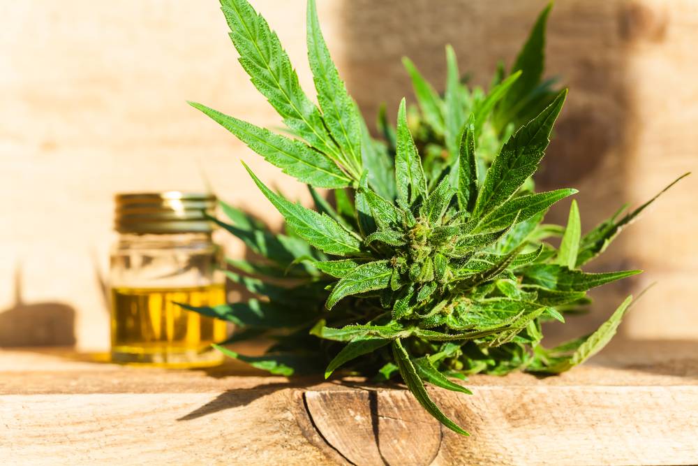 Fleurs de CBD et cannabis : quelle différence ?-2