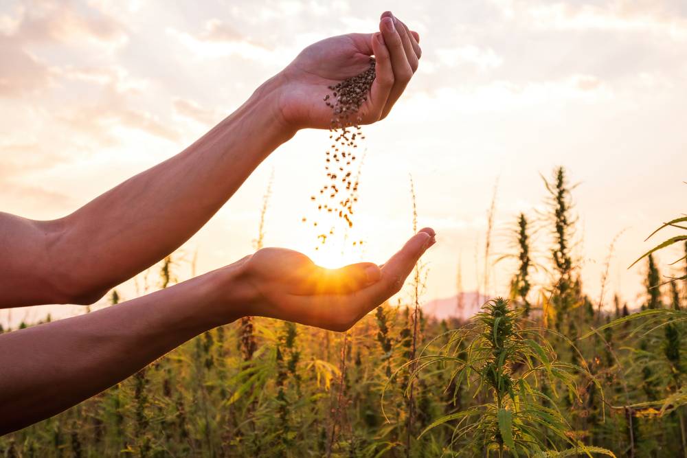 Les fleurs de CBD cultivées en aéroponie-1