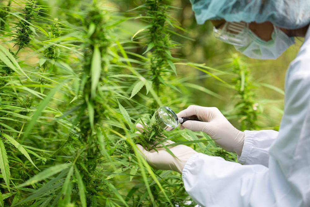 Les fleurs de CBD cultivées en aéroponie-2