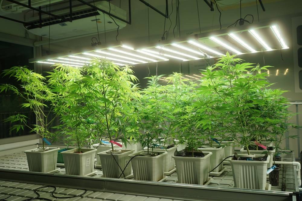 Les fleurs de CBD cultivées en intérieur (Indoor)-2