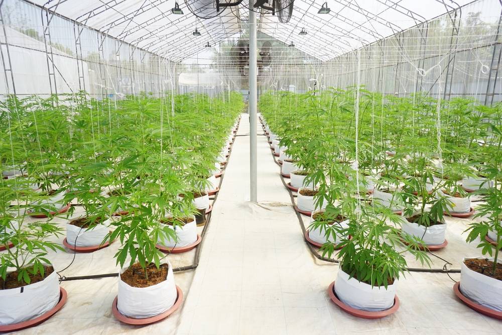 Les fleurs de CBD cultivées sous serre (Greenhouse)-1