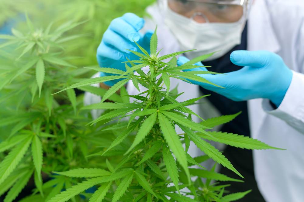 Les fleurs de CBD pour une maladie inflammatoire chronique-1