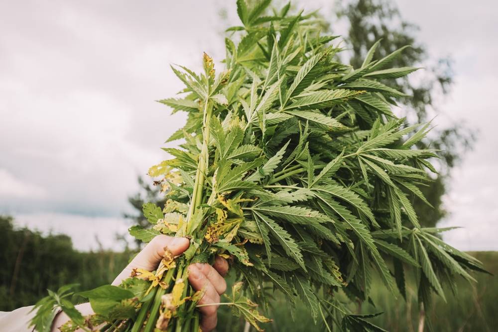 Les fleurs de CBD pour les sportifs-2