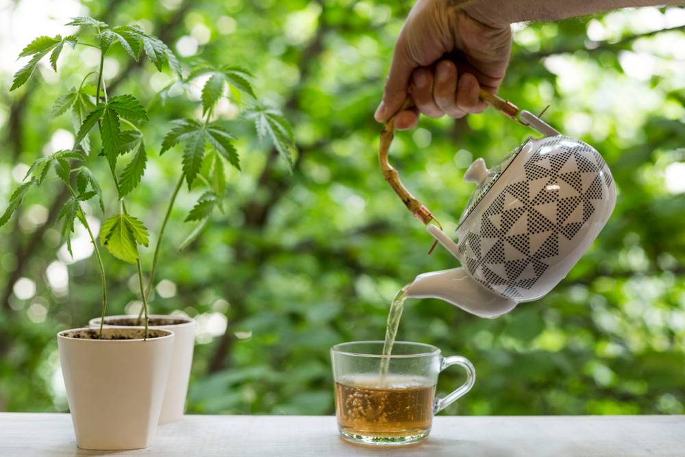 Pourquoi préférer les infusions pour les fleurs de CBD ?-1