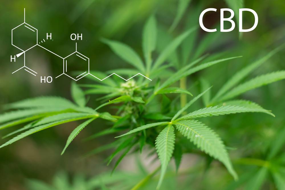 Que faut-il savoir sur les fleurs de CBD ?-2