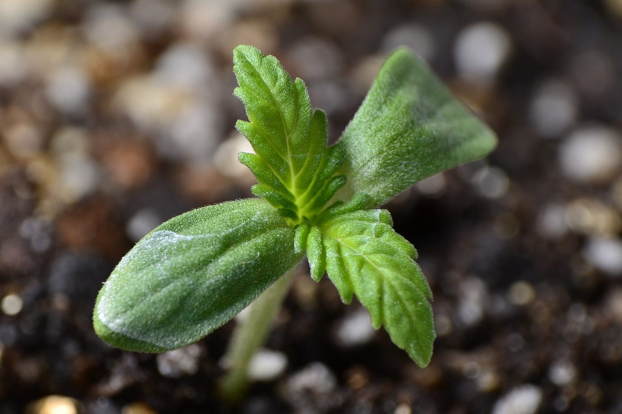 jeune pousse cannabis