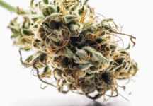 Photo macro d'une fleur de CBD