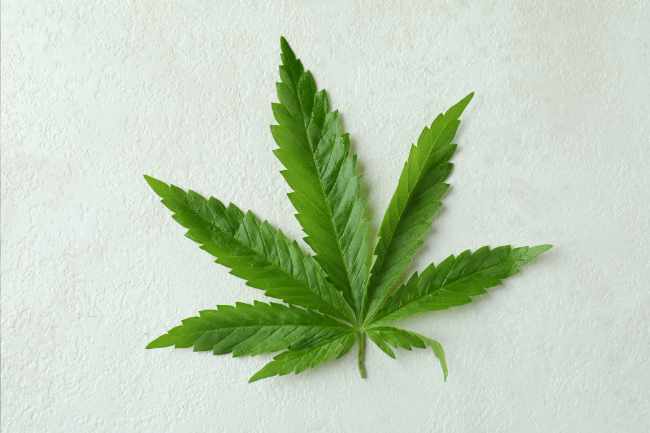 Feuille de chanvre utilisée pour illustrer ce qu’est le CBD, une molécule naturelle issue du cannabis légal.