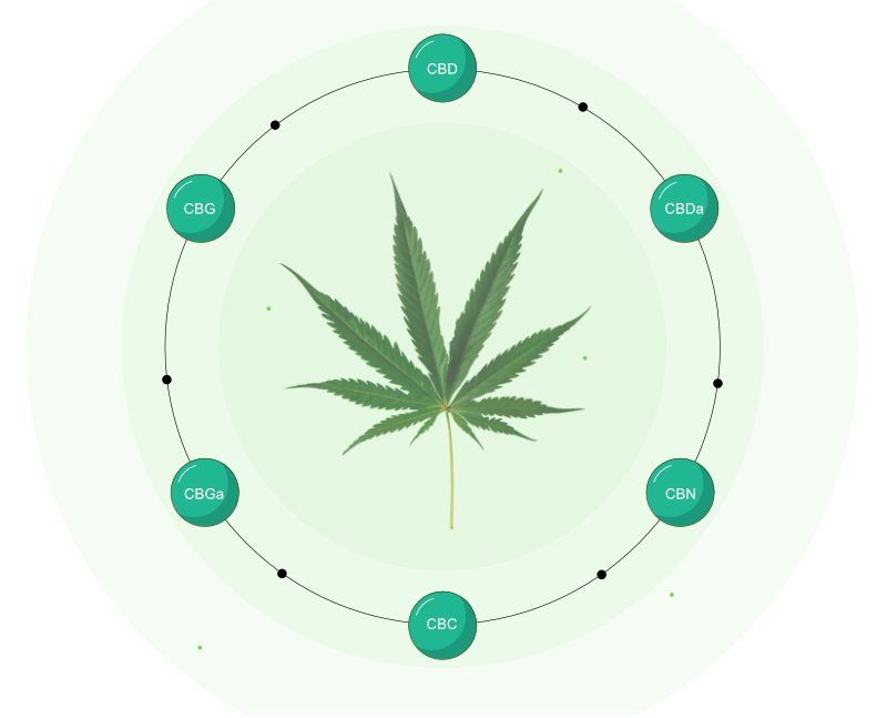 Huile CBD - full spectrum:  l'effet d'entourage