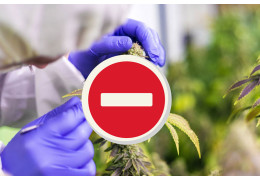 H4CBD, HHCPO, THCP… bientôt interdit