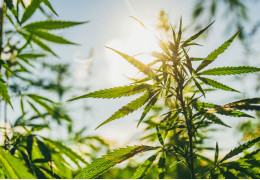 Qu'est-ce que le CBD ?