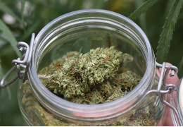 Fleur CBD discount, voici la liste des bons plans