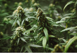 Nouvel arrêté sur les fleurs de CBD ? Quelles conséquences ?