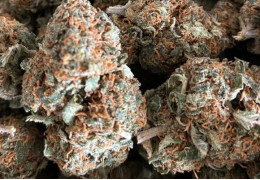 Comment choisir ses fleurs CBD