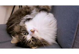 Utiliser le CBD chez le chat et le chien