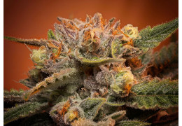 Le CBD pour la perte de poids ?